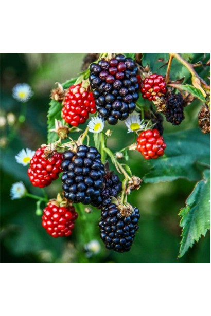 Ожина садова Понка